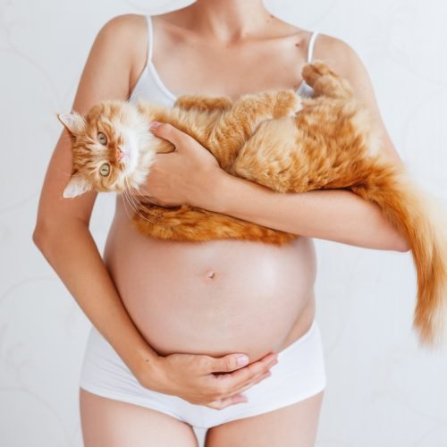 Pregnant woman in white underwear with cute ginger cat. Young woman expecting a baby. Risk of infection toxoplasmosis.